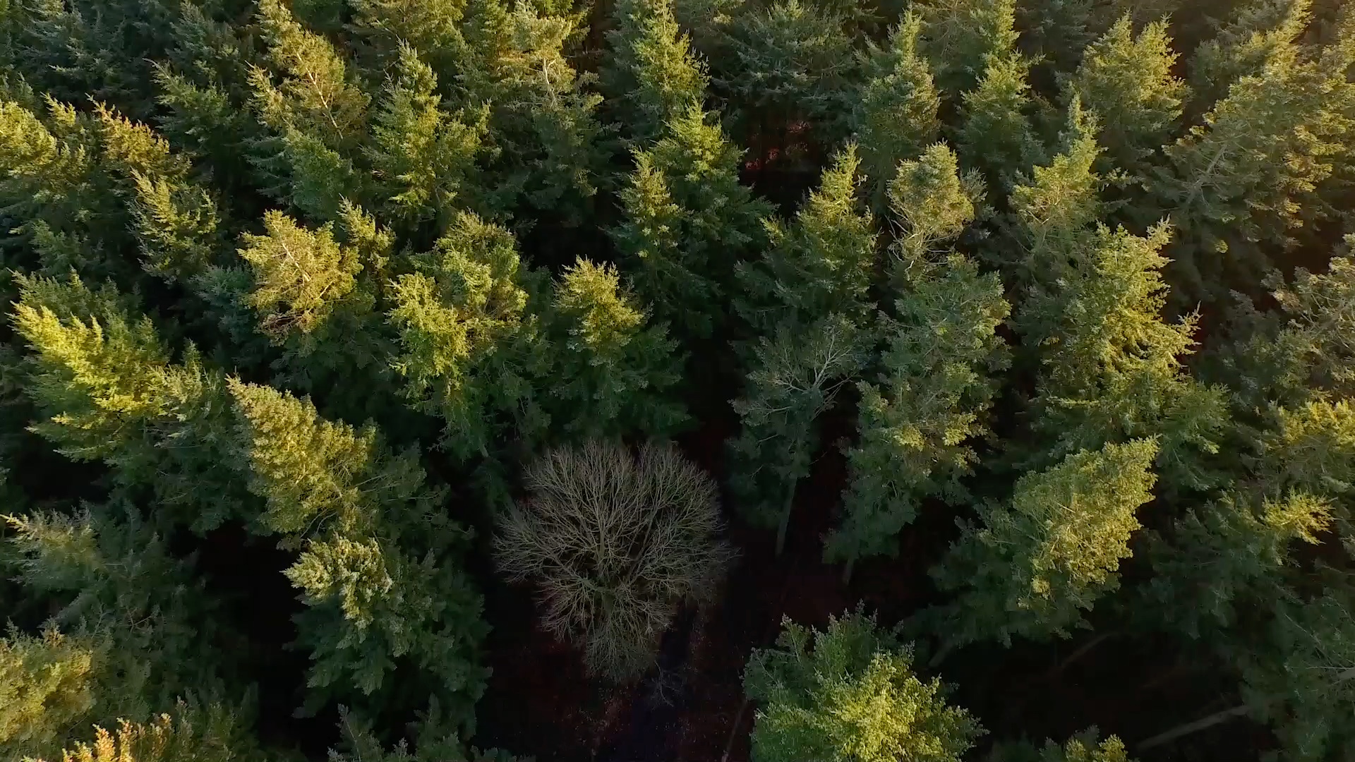 Aerial photo of a large pine forest