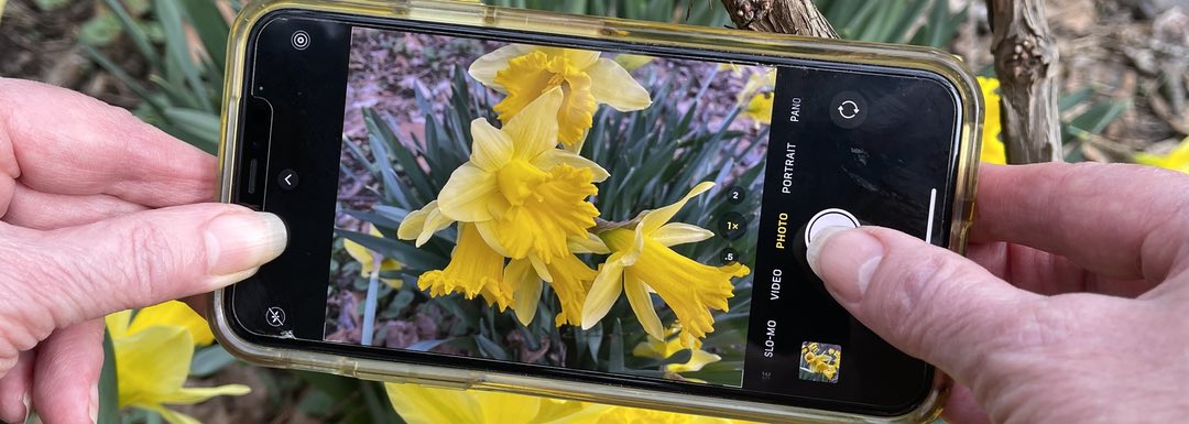 Closeup photo of a person's hands holding a mobile phone taking a picture of a group of yellow daffodils