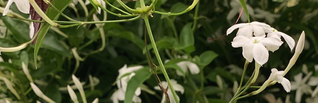 Closeup photo of jasmine flowers and leaves