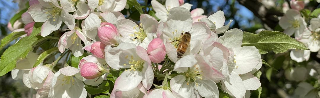 Photo of Pink and White Flowers