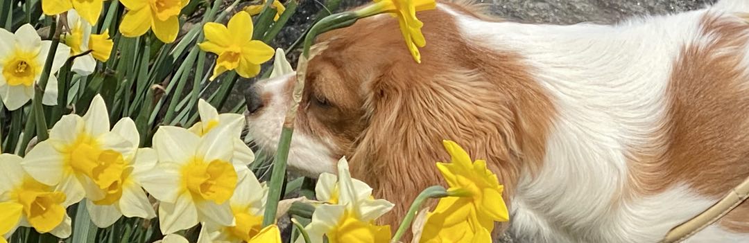Photo of a dog smelling yellow daffodils
