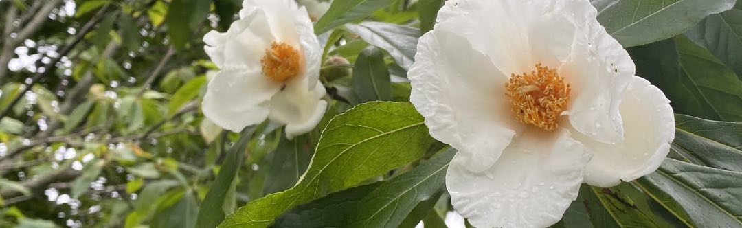 Photo of two white flowers on a background of green leaves