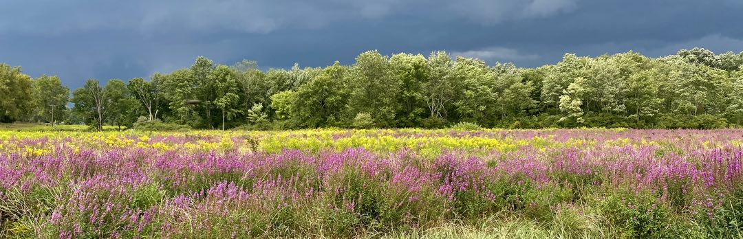 Photo of a field of flowers with a forest and storm clouds in the background