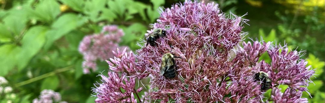 Closeup photo of three bees on a purple flower, with green leaves in the background