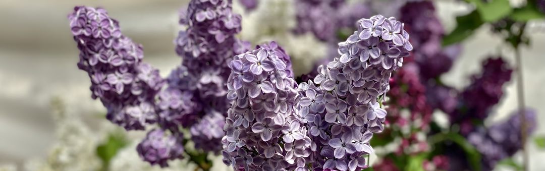 Photo of a group of lilac flowers