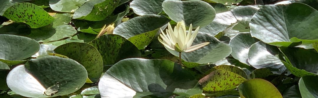 Photo of a water lily among lily pads