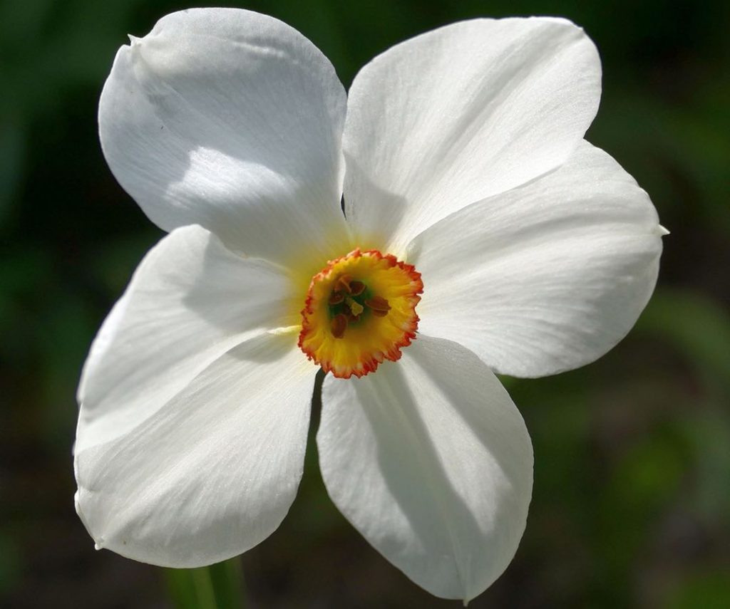 Closeup photo of a Grandalla flower