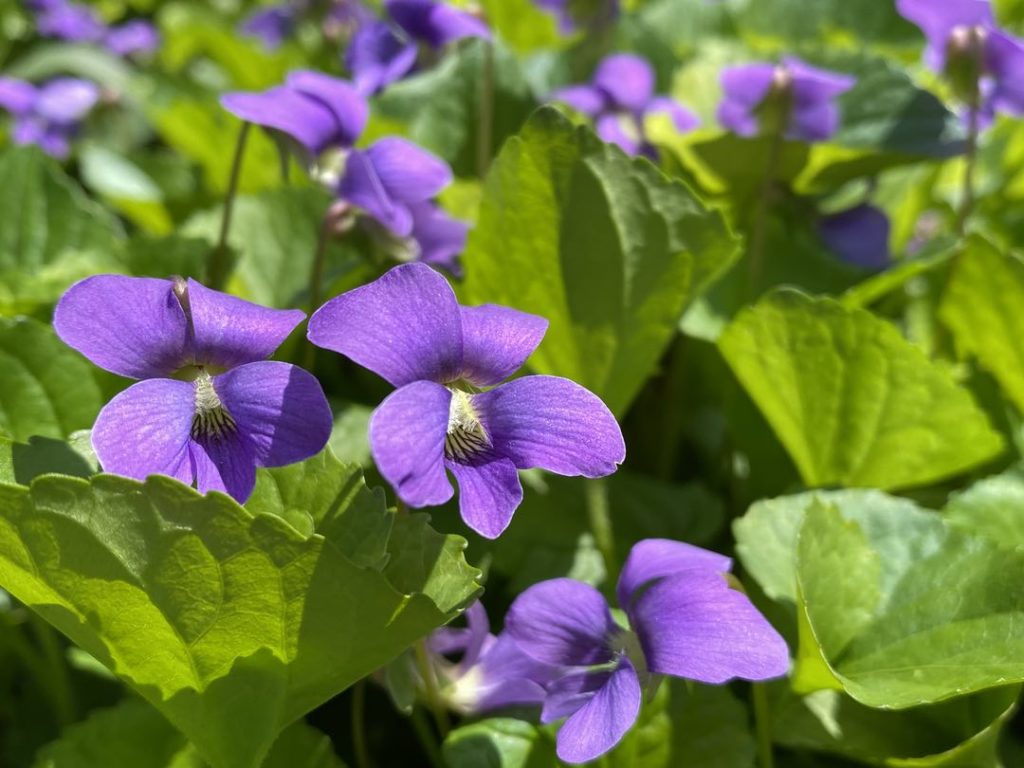 Photo of several purple violets amid green leaves