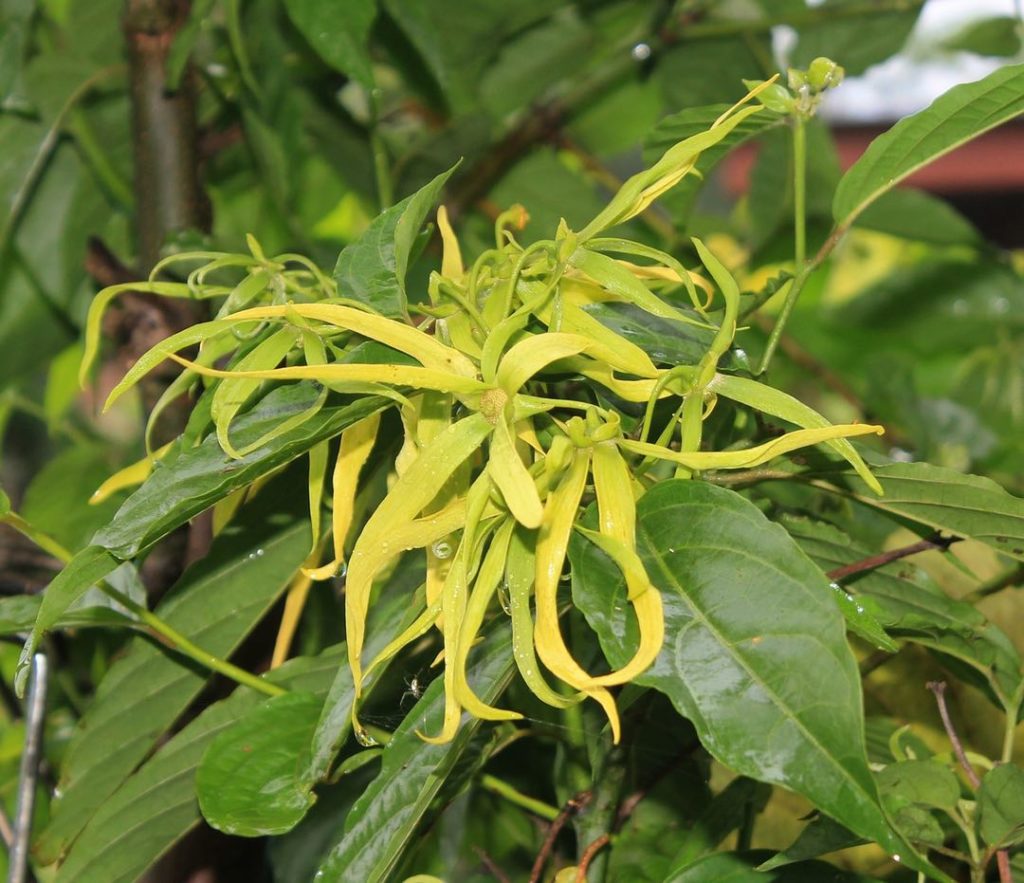Photo of a ylang-ylang flower