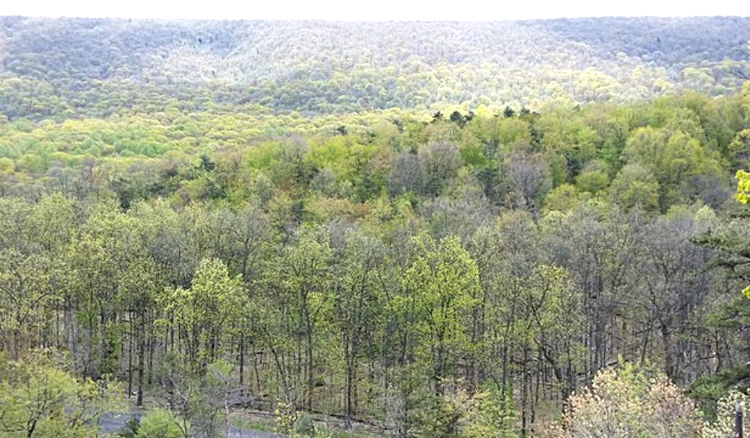 Aerial Photo of rolling hills covered with trees