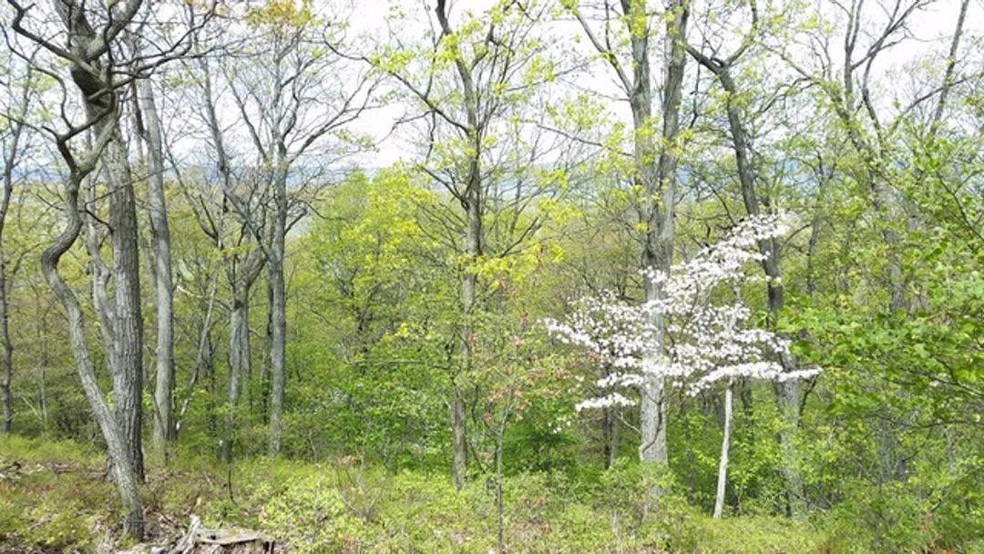 Photo of a mixed forest