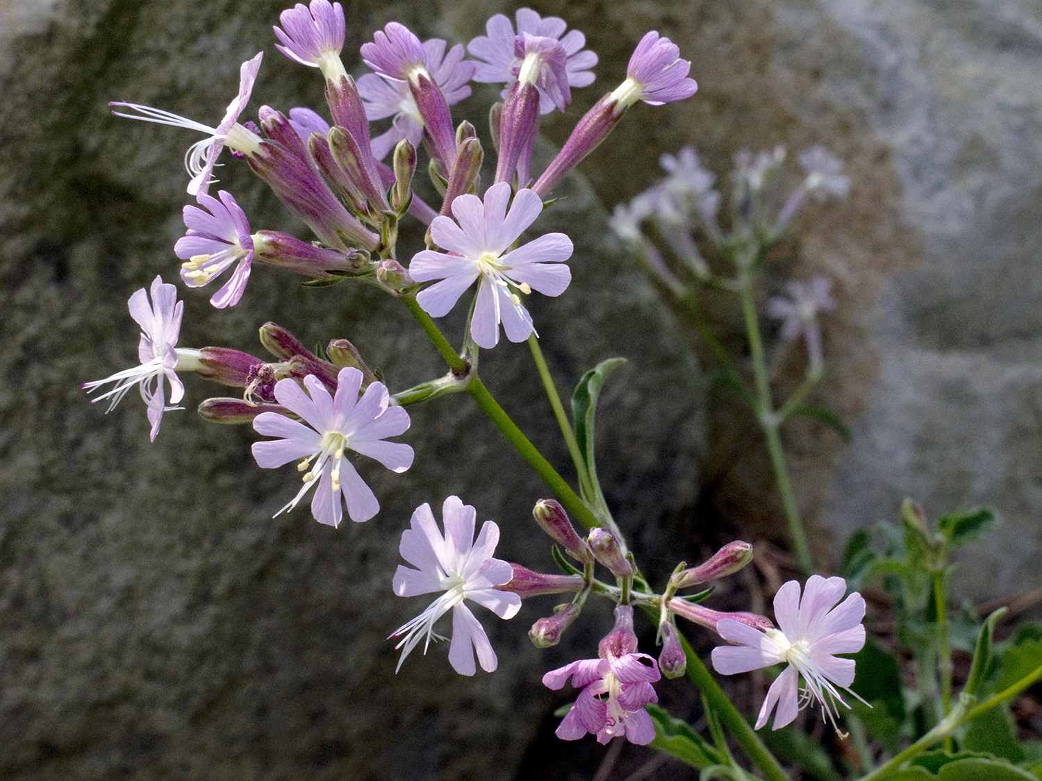 Photo of a group of pale purple silene tomentos flowers on a dark background