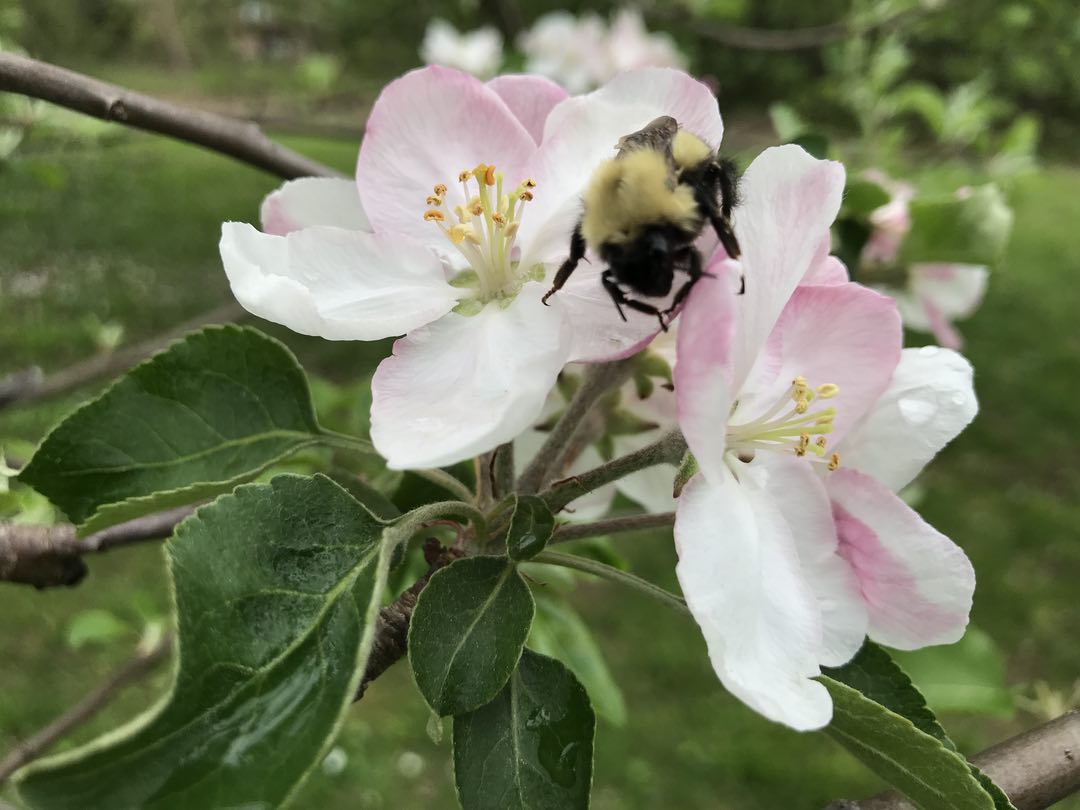 Photo of a bee on pink and white fruit tree flowers