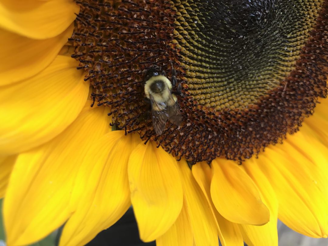 Photo of a bee on a sunflower