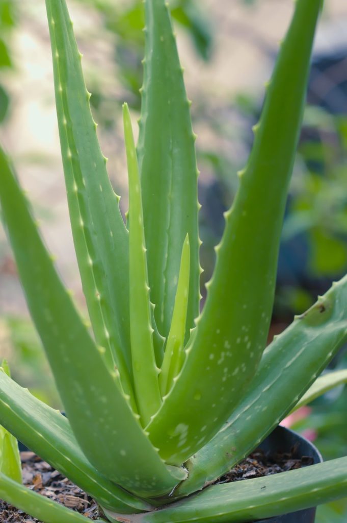 Closeup photo of an aloe plant