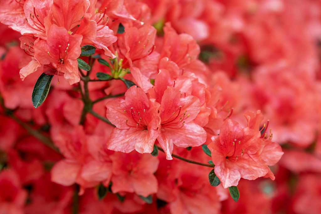 Photo of bloomed azalea