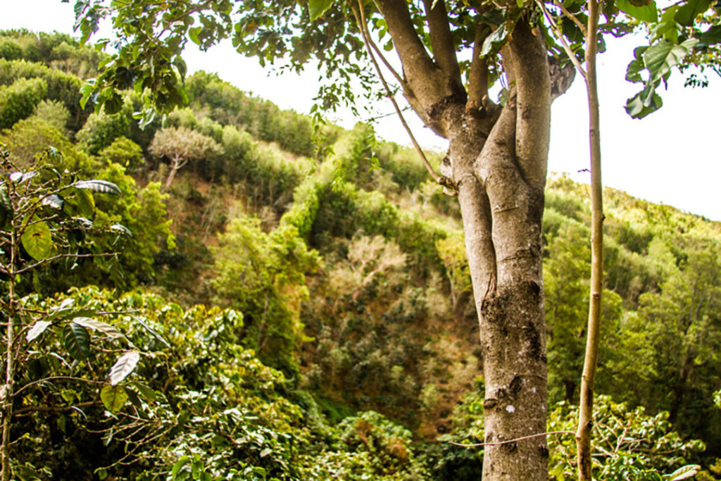 Photo of cascarilla tree