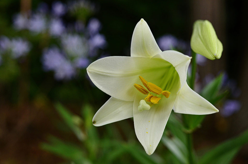 Photo of bermuda easter lily