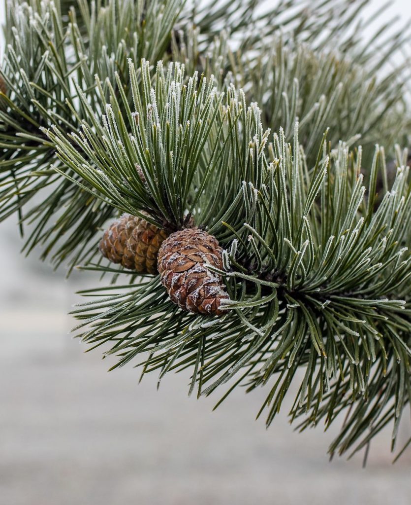 Photo of part of an Austrian pine branch showing needles and a pincone lightly dusted with snow