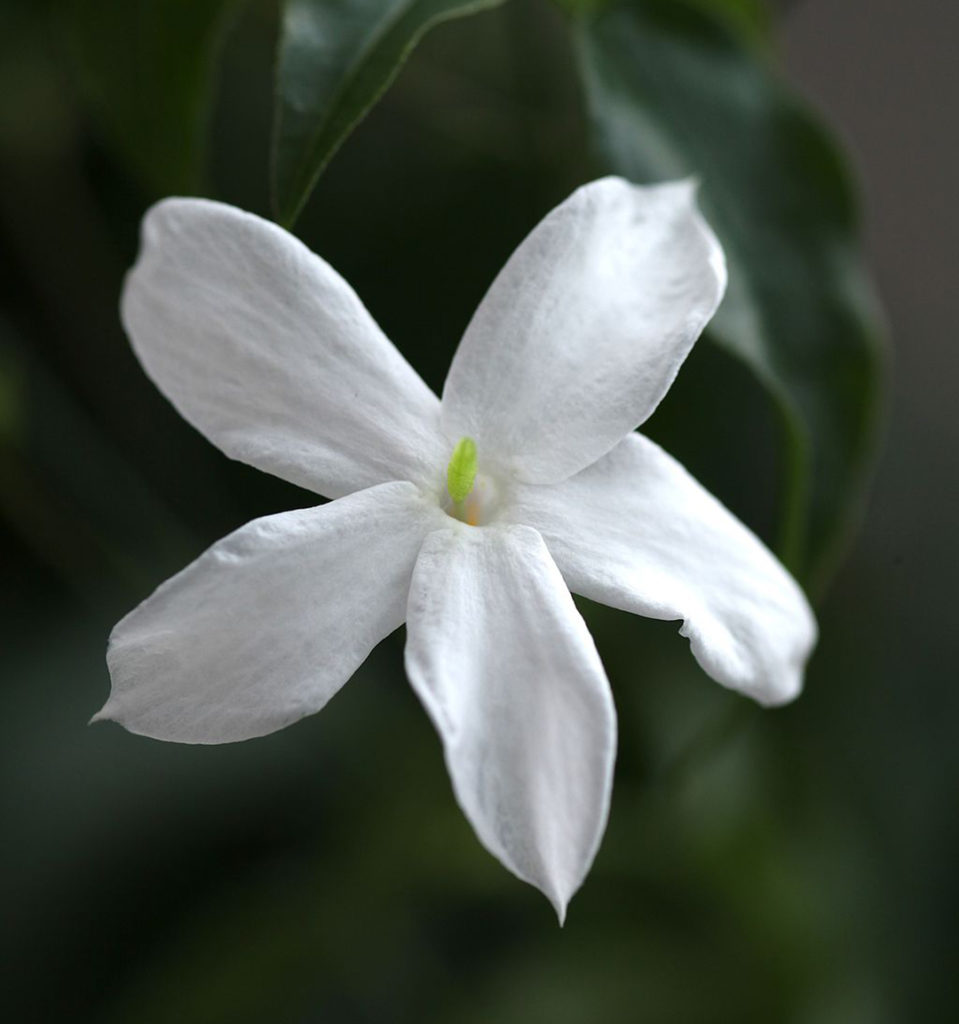 Photo of jasmine flower