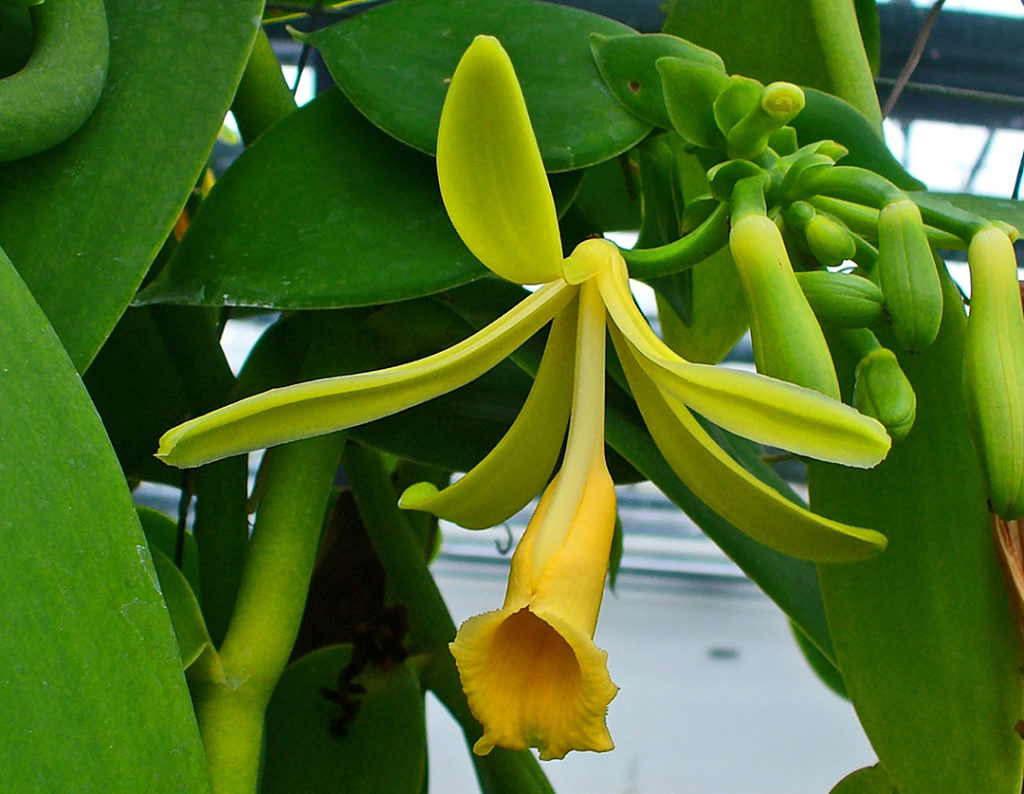 Photo of vanilla orchid
