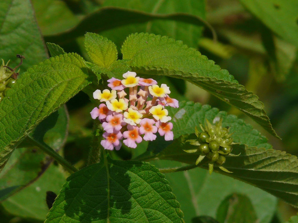 Photo of lantana flower