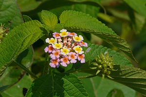 Lantana Flower