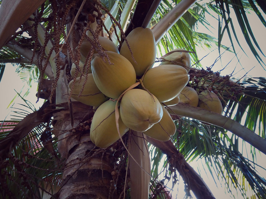 Photo of coconuts in a tree
