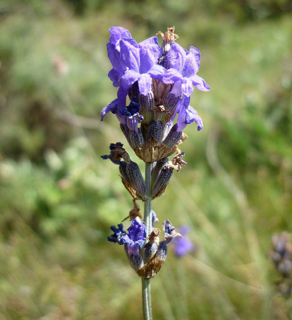 Photo of lavendar flower