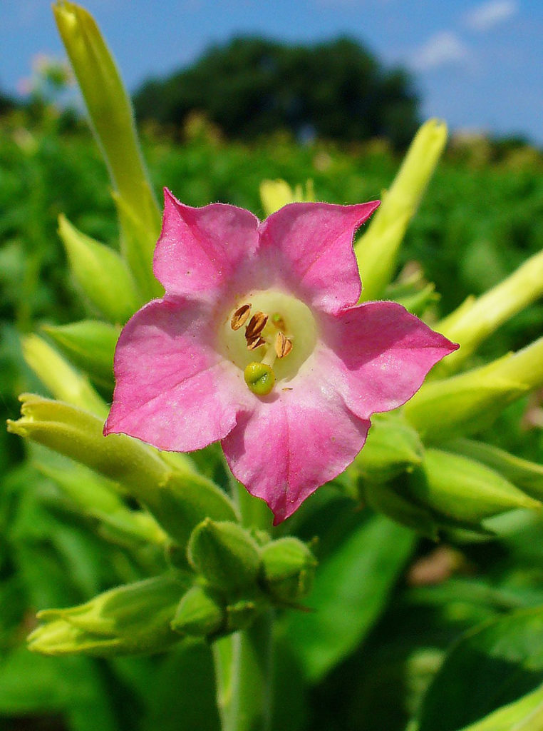 Photo of tobacco flower