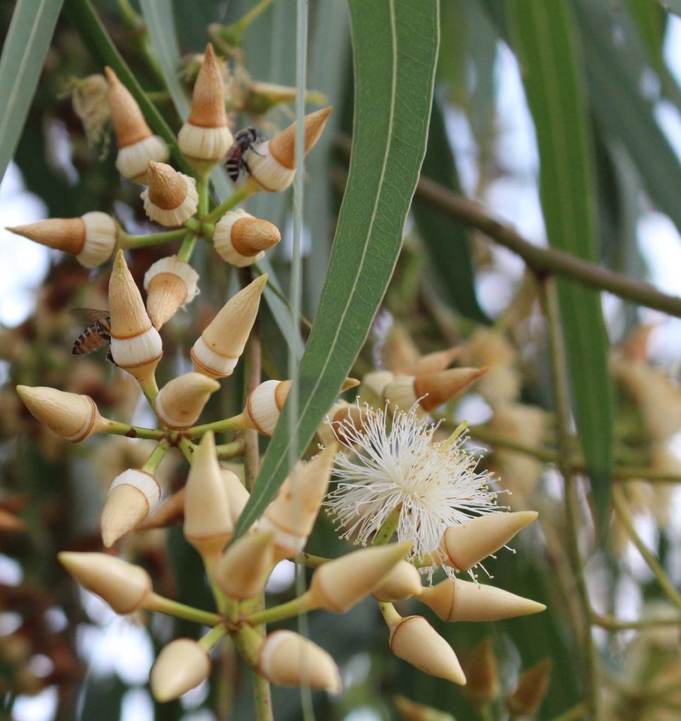 Photo of eucalyptus flowers and buds