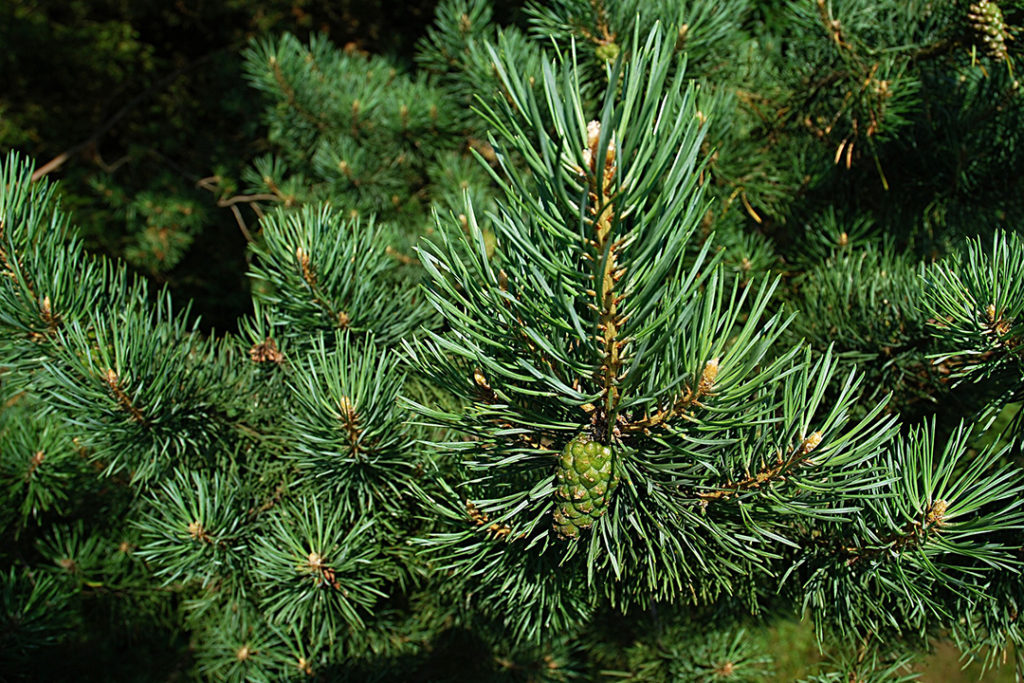 Photo of pine needles