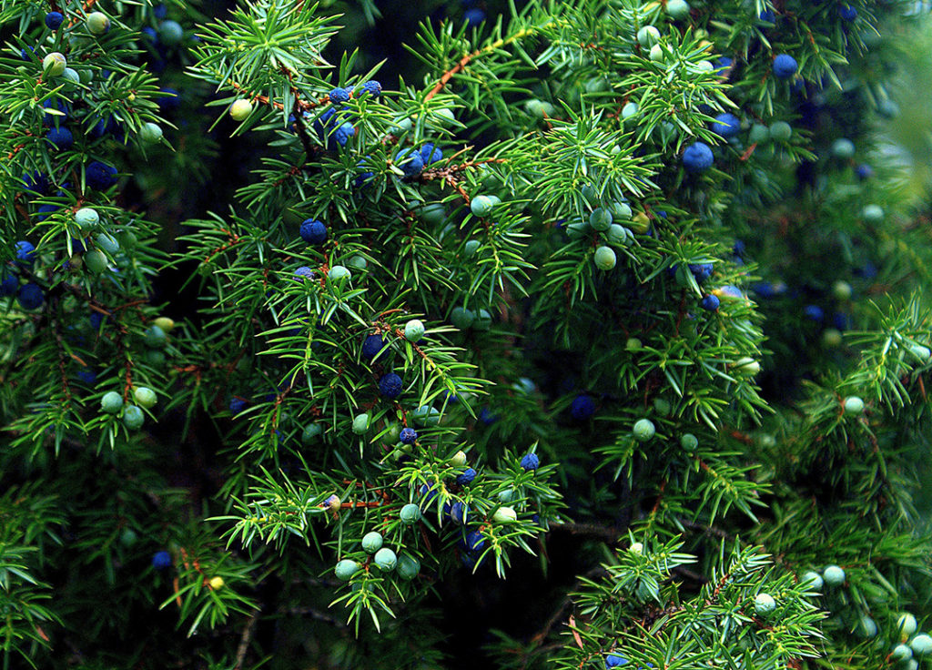 Photo of juniper plant and its berries