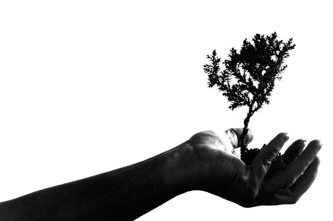 Black-and-white photo of a hand holding a small tree, silhouetted against a white background.