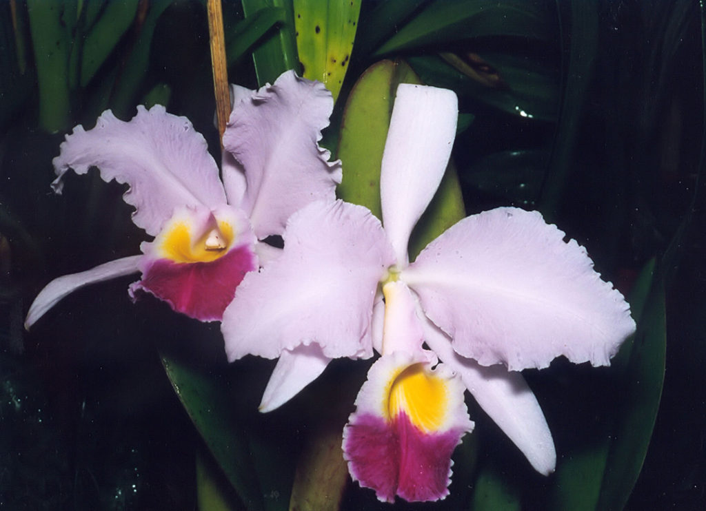 Photo of two orchid flowers