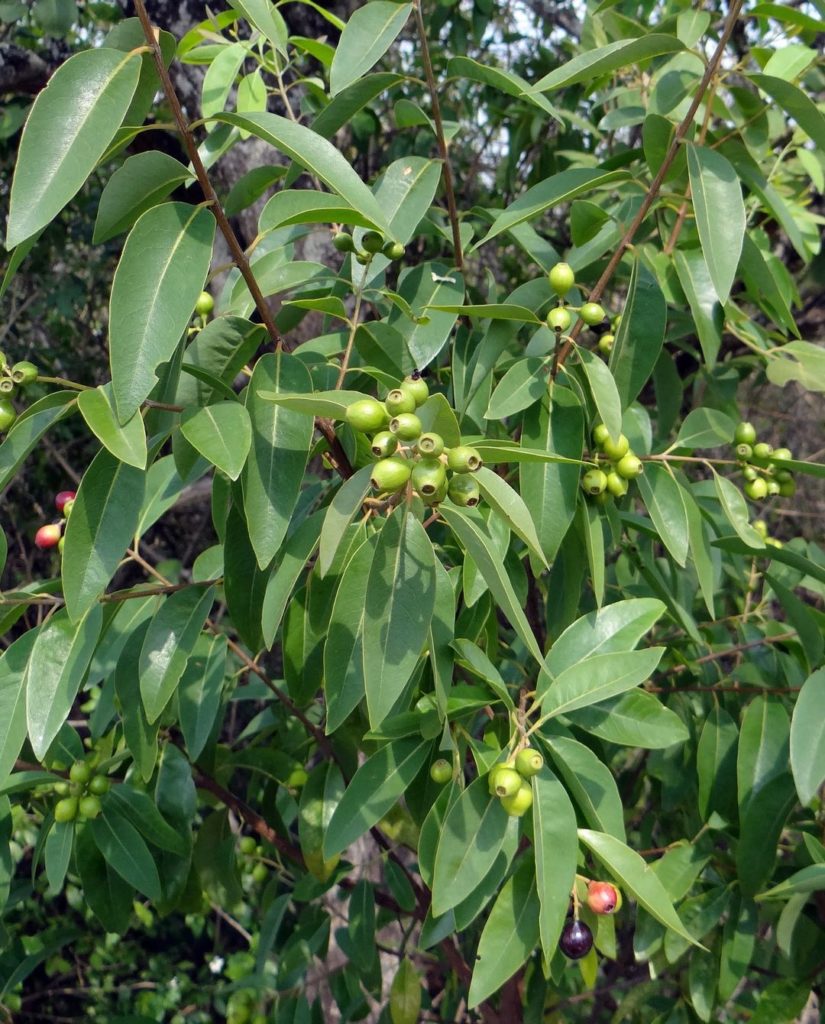 Photo of green sandalwood berries and leaves