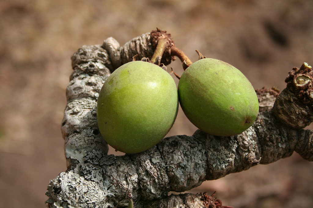 Photo of two shea tree fruit