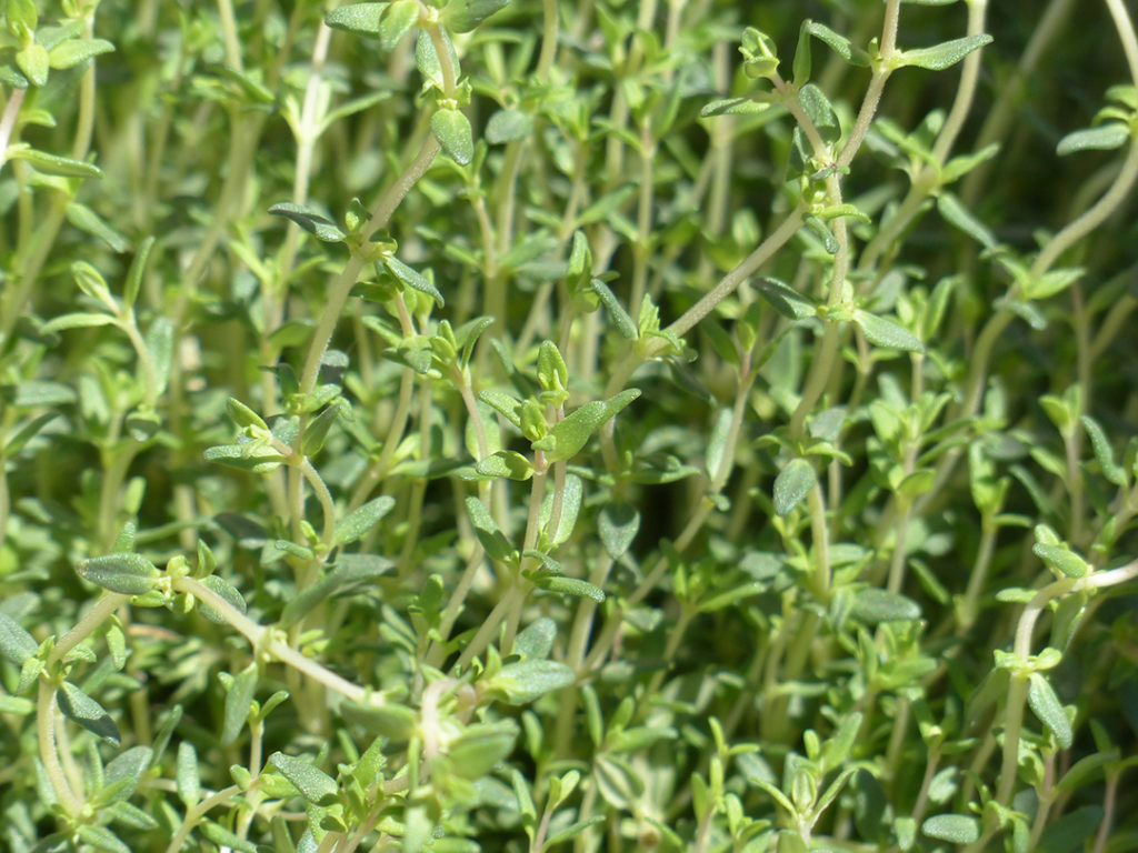 Photo of thyme plant