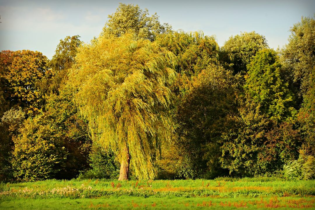 Photo of a yellow willow tree in a field with a mixed forest behind it.