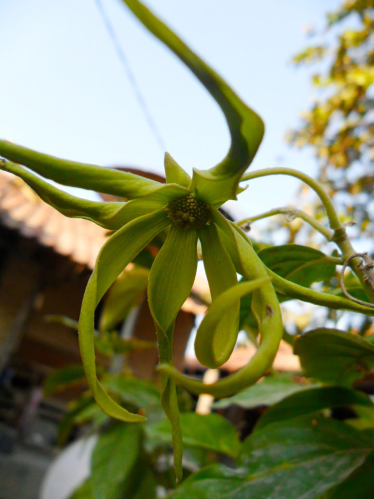 Photo of ylang-ylang flower