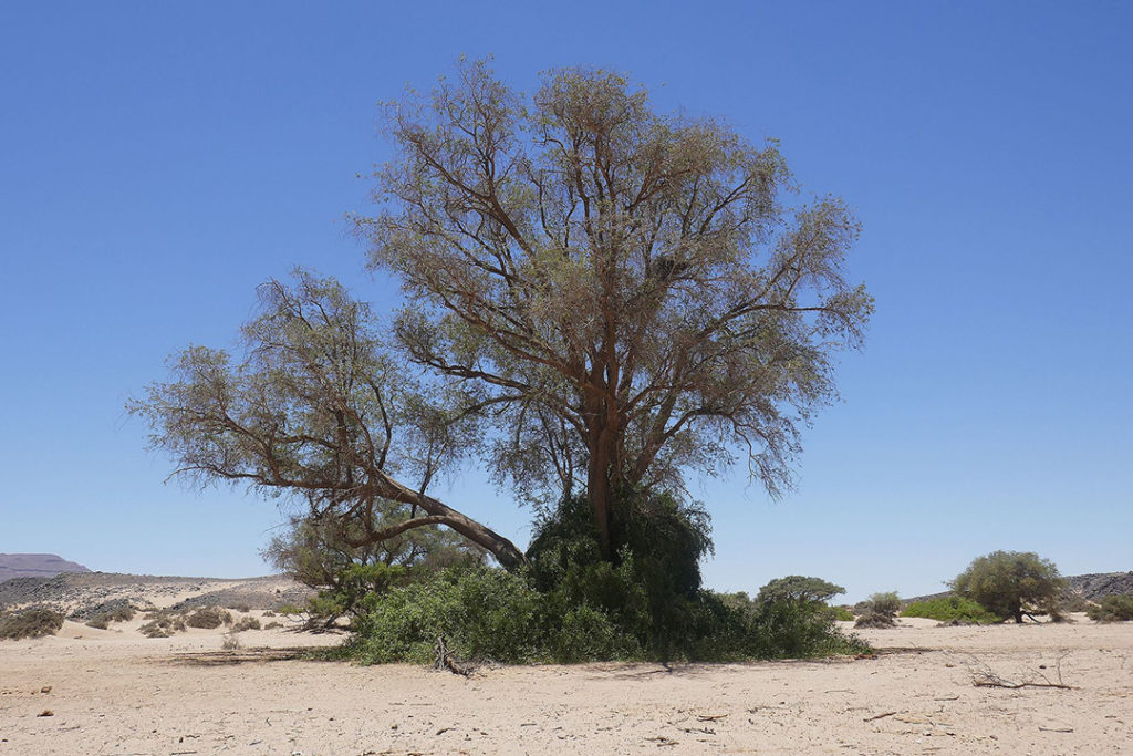 Photo of a memona tree