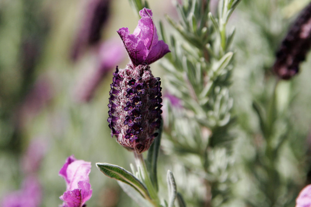 Photo of single french lavender