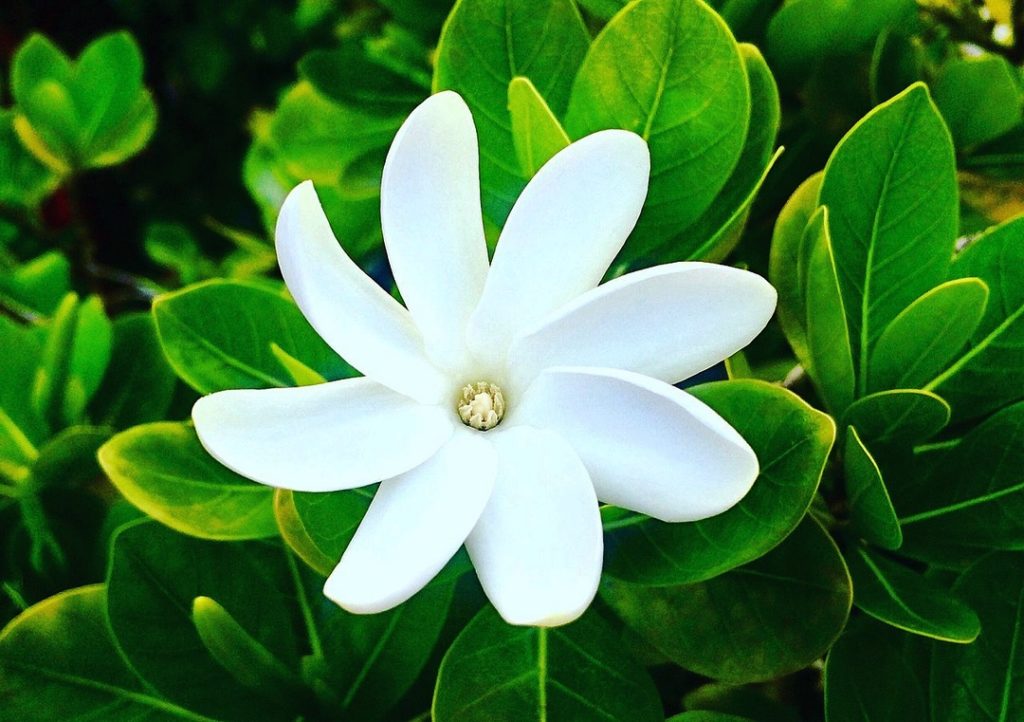 Photo of single Tahitian Gardenia flower