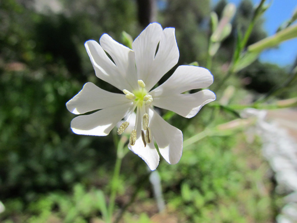 Photo of single gibraltar campion flower