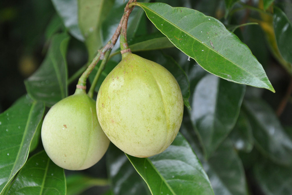 Photo of two nutmeg fruit