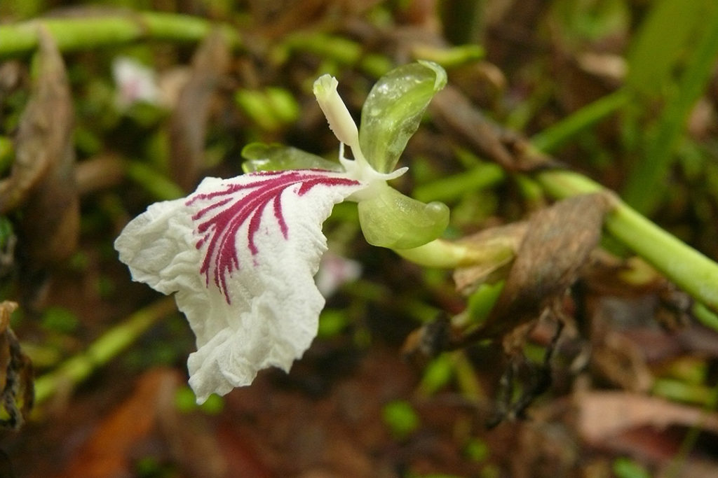Photo of true cardamom flower