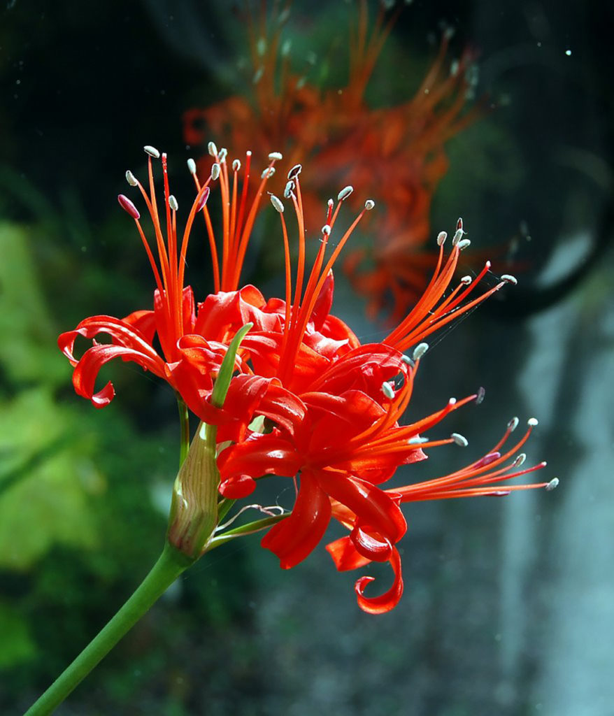 Photo of red blooming flower