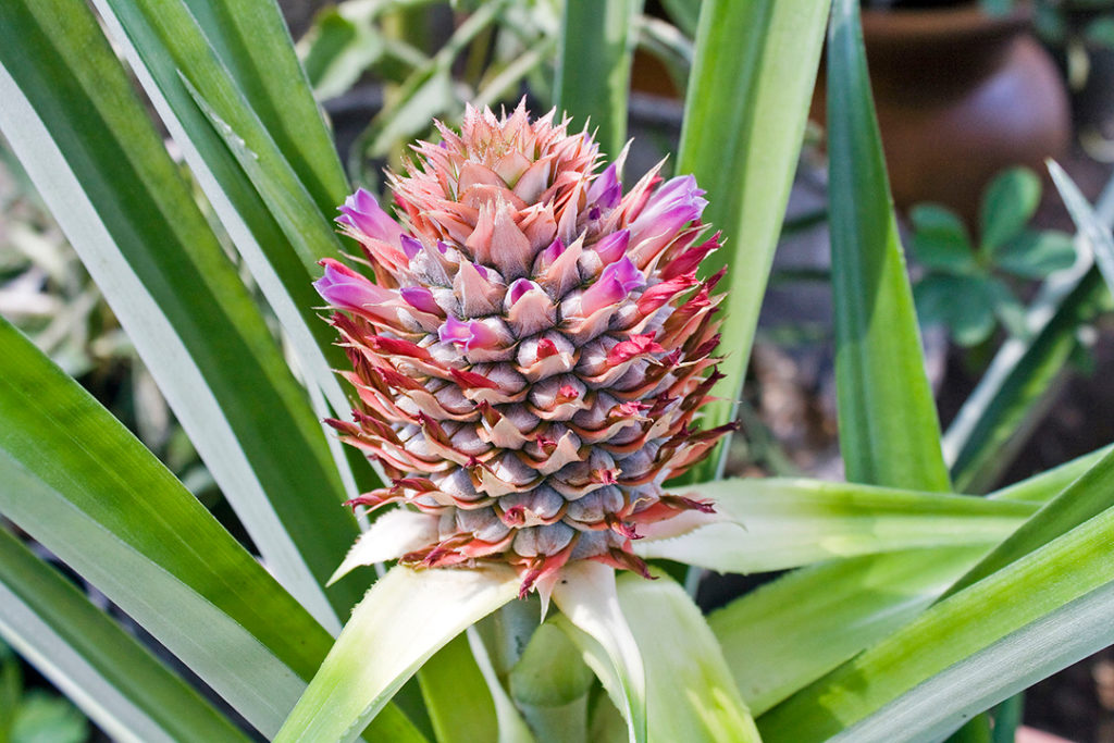 Photo of flowering pineapple