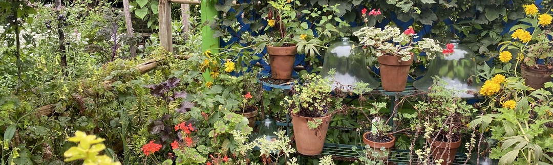 Photo of a group of potted plants in a garden