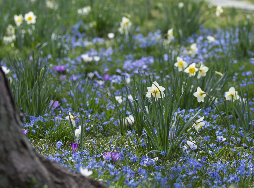 Photo of a field of spring flowers